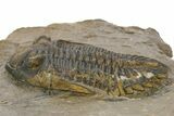 Detailed Hollardops Trilobite - Foum Zguid, Morocco #363167-2